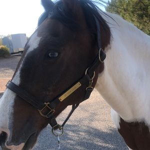 Equestrian leather stud halter. P2575